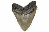 Fossil Megalodon Tooth - Razor Sharp Serrations #235120-2